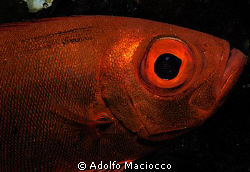 BIG EYE by Adolfo Maciocco 